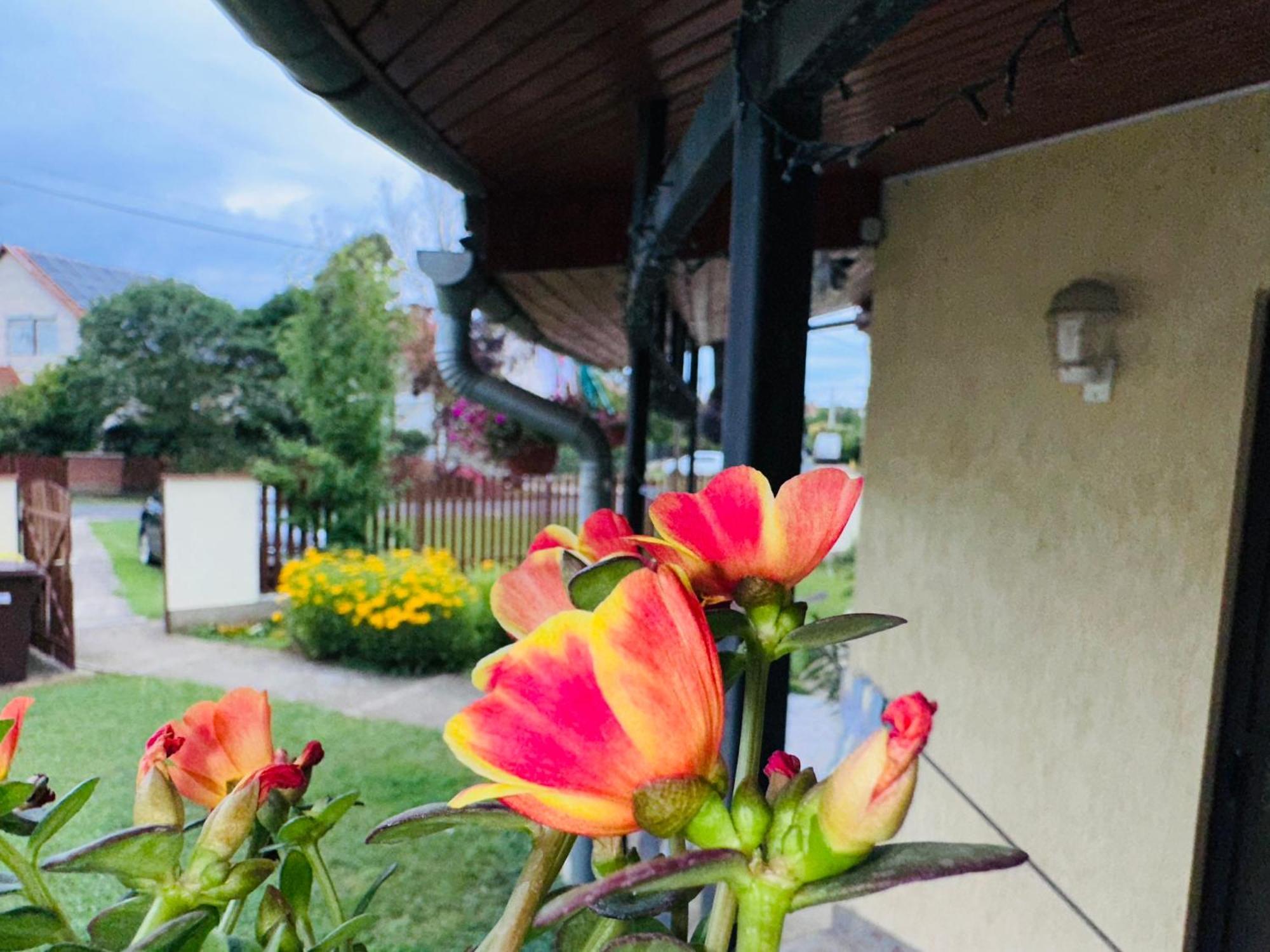 Апартаменти Cozy Garden Apartman Дьюла Екстер'єр фото